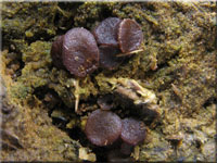 Ascobolus furfuraceus 