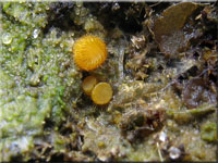 Cheilymenia stercorea var. stercorea 