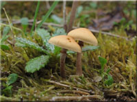 Galerina uncialis 