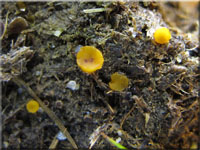 Lasiobolus papillatus