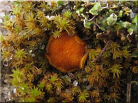 Lamprospora seaveri 