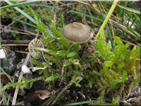Mycena chlorantha 
