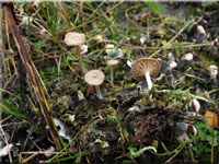 Omphalina peltigerina 