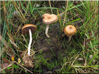 Psilocybe fimetaria 
