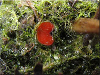 Scutellinia kerguelensis
