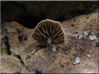 Simocybe rubi 