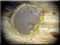 Schwefelgelbes Haarbecherchen - Belonidium sulphureum