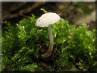 Zierlicher Mehlschirmling - Cystolepiota seminuda 