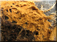 Rostgelbes Filzgewebe - Tomentella bryophila 
