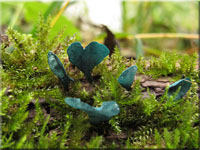 Kleinsporiger Grünspanbecherling - Chlorociboria aeruginascens