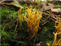 Geweihförmige Wiesenkeule - Clavulinopsis corniculata