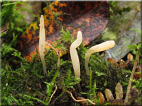 Weiße Keule - Clavaria falcata