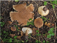 Kleinster Stachelschirmling - Echinoderma pseudoasperulum