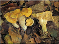 Rotgelber Stoppelpilz - Hydnum repandum var. rufescens