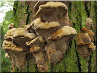 Erlen-Schillerporling - Inonotus radiatus