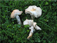 Getropfter Schleimschirmling - Limacella guttata