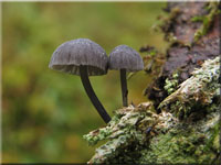 Falscher Rinden-Helmling - Mycena pseudocorticola