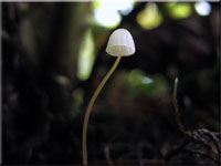 Farnhelmling - Mycena pterigena