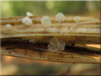 Ölzystidenhelmling - Mycena saccharifera