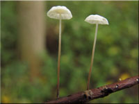 Niederliegender Schwindling - Marasmius setosus