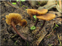 Behangener Sumpfschnitzling - Naucoria subconspersa