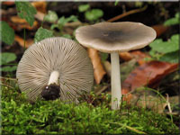 Grünlichgrauer Dachpilz - Pluteus salicinus