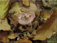 Wechselfarbiger Spei-Täubling - Russula fragilis