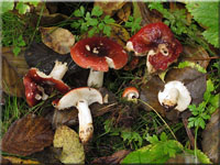 Fleischrötlicher Heringstäubling - Russula subrubens
