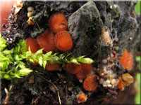 Holz-Schildborstling - Scutellinia scutellata