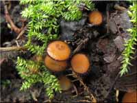 Sternsporiger Schildborstling - Scutellinia trechispora
