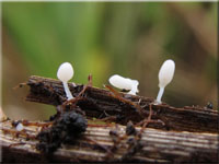 Typhula caricina