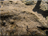 Tomentella cinerascens 
