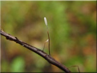 Rotstieliges Fadenkeulchen - Typhula erythropus