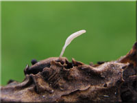 Schneeweißes Fadenkeulchen - Typhula spathulata