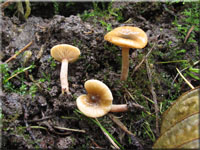 Lactarius cythuliformis 