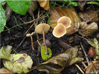Naucoria melinoides