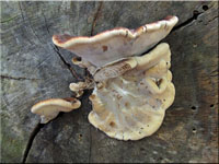 Ischnoderma resinum 