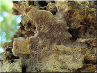 Tomenetella atroarenicolor