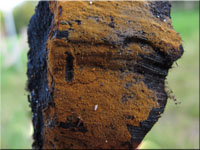 Tomentella bryophila 