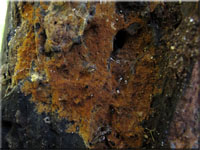 Tomentella fibrosa 