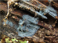 Byssocorticium pulchrum 