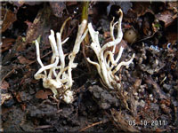 Clavulinopsis microspora