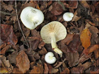 Hygrophorus chrysodon -Goldzahnschneckling