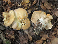 Hydnum repandum - Semmelstoppelpilz