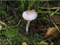 Inocybe lilacina - Lilaseidiger Risspilz
