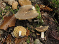 Lactarius ruginosa