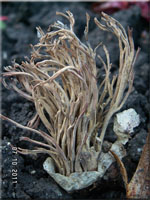Lentaria michneri