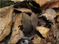 Otidea bufonia - Krötenöhrling