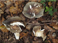 Russula parazurea