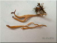 Ramariopsis luteoochracea